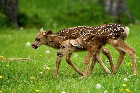 Framed Canada, Alberta, Waterton Lakes NP, Mule deer fawns Print