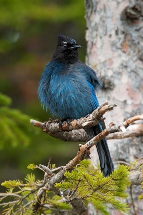 Framed Canada, Alberta, Waterton Lakes NP, Stellar&#39;s Jay Print