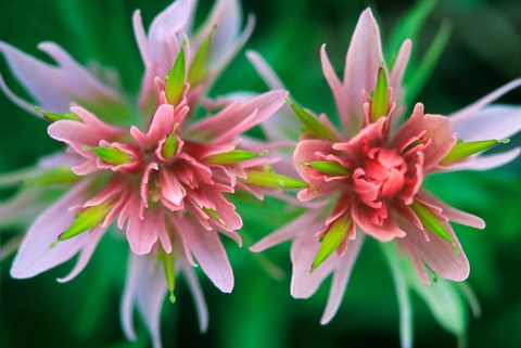 Framed Indian Paintbrush, Banff National Park, Alberta, Canada Print