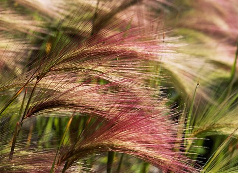 Framed Foxtail barley, Banff NP, Alberta, Canada Print