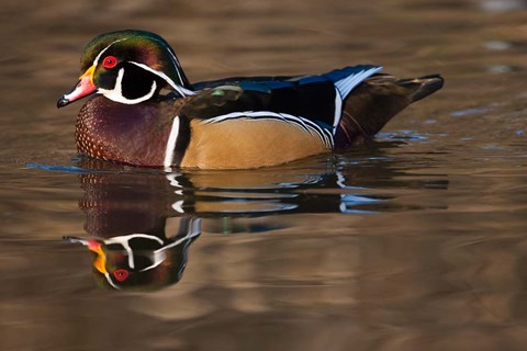 Framed Close up of Wood duck, British Columbia, Canada Print