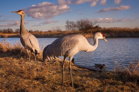 Framed Sandhill cranes, Migratory Bird Sanctuary, British Columbia, Canada Print