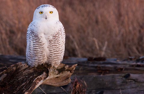 Framed Snowy owl, British Columbia, Canada Print