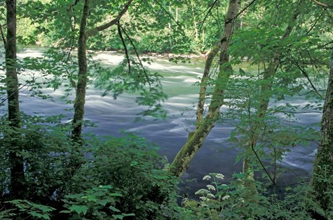 Framed Trees and Ferns on Banks of Campbell River, Vancouver Island, British Columbia Print