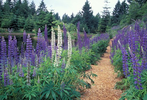 Framed Lupines by a Pond, Kitty Coleman Woodland Gardens, Comox Valley, Vancouver Island, British Columbia Print