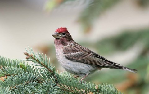 Framed Close-up of Male Cassin&#39;s Finch in Pine Tree, British Columbia, Canada Print