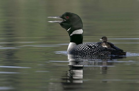 Framed Common Loon with Chick Print