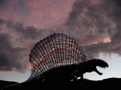 Framed Dimetrodon limbatus, a prehistoric animal Print