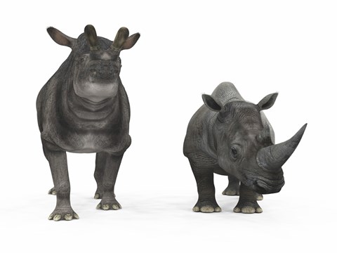 Framed adult Brontotherium compared to a modern adult White Rhinoceros Print