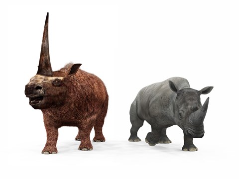 Framed adult Elasmotherium compared to a modern adult White Rhinoceros Print