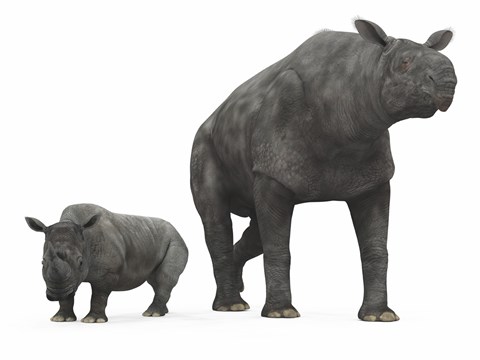 Framed adult Paraceratherium compared to a modern adult White Rhinoceros Print