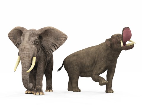 Framed adult Platybelodon compared to a modern adult African Elephant Print