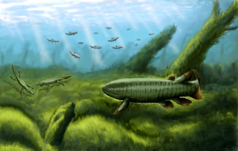 Framed Holoptychius, Tulerpeton and Moythomasia, prehistoric fish of the Devonian period Print