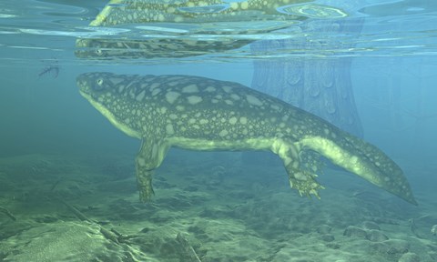 Framed Late Devonian Period Ichthyostega submerged in a floodplain Print