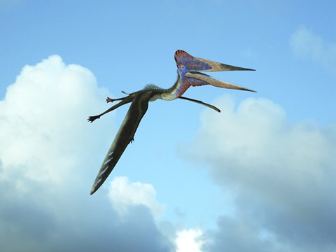 Framed Zhejiangopterus, a genus of azhdarchid pterosaur Print