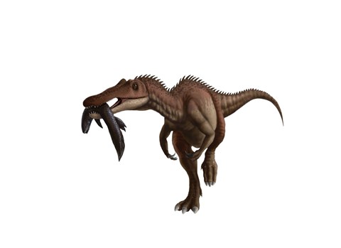 Framed Baryonyx dinosaur with a fish in mouth, white background Print