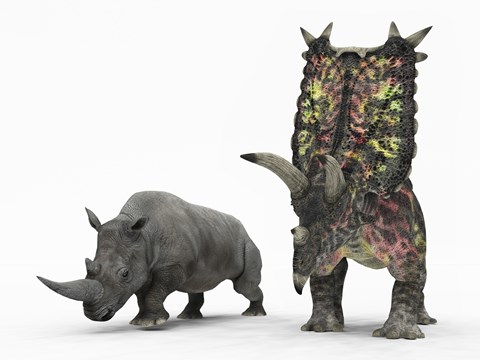 Framed adult Pentaceratops compared to a modern adult White Rhinoceros Print