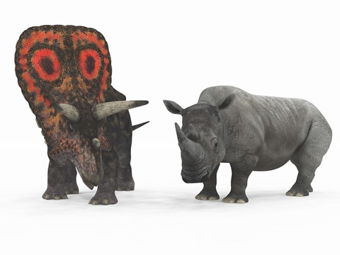 Framed adult Torosaurus compared to a modern adult White Rhinoceros Print