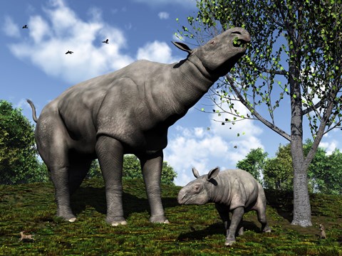 Framed Paraceratherium mother grazes on leaves and twigs of a poplar tree Print