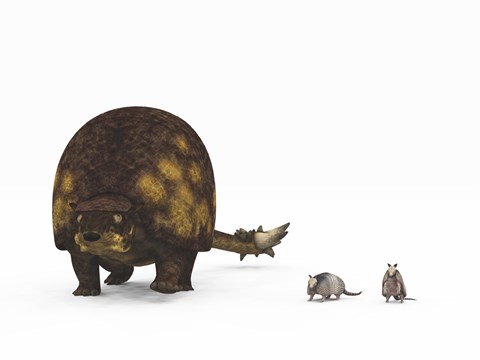 Framed Doedicurus glyptodont compared to modern armadillos Print