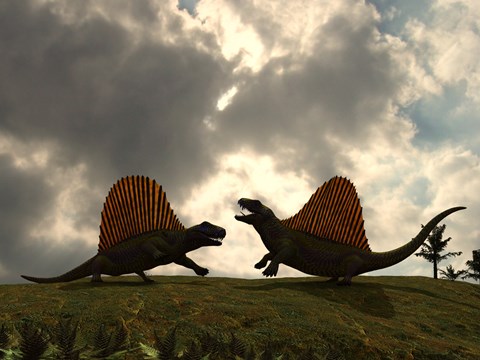 Framed Dimetrodon Fight Over Territory Print