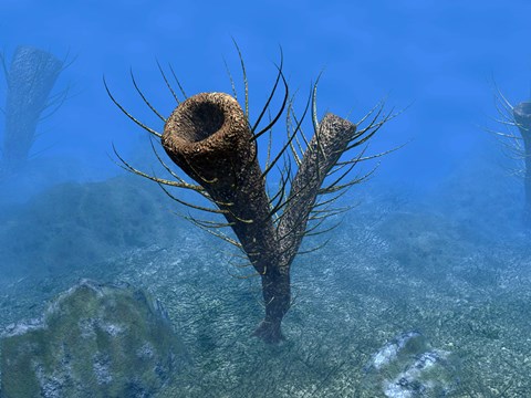 Framed species of Pirania, a Primitive Sponge that Populated the Ocean Floors 505 Million years ago Print