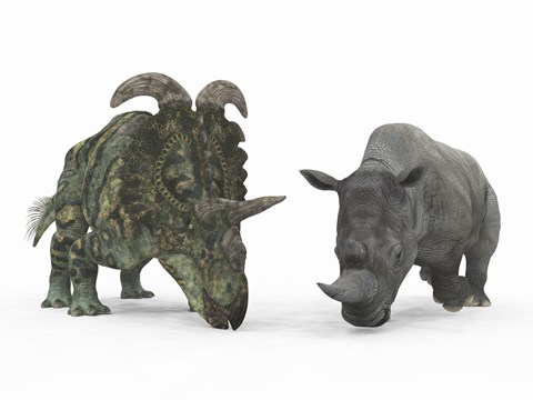 Framed Adult Albertaceratops Compared to a Modern adult White Rhinoceros Print