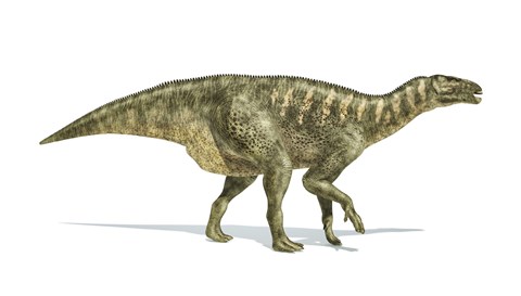 Framed Iguanodon Dinosaur on White Background Print