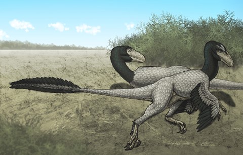 Framed Two Dromaeosaurus Dinosaurs Sunbathing in the Cretaceous Period Print