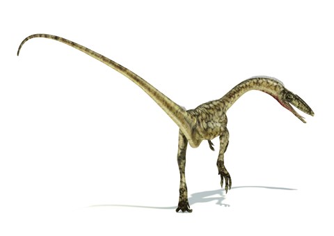 Framed Coelophysis Dinosaur Print