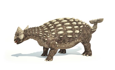 Framed Ankylosaurus Dinosaur on White Background Print