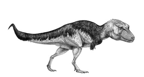 Framed Black Ink Drawing of Lythronax Argestes Print