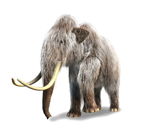 Framed Woolly Mammoth, White Background Print