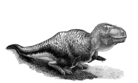 Framed Black Ink Drawing of Tarbosaurus Bataar Print