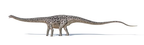 Framed Diplodocus Dinosaur on White Background Print