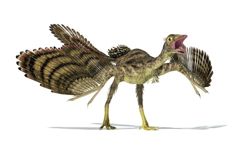 Framed Archaeopteryx Dinosaur Print