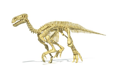 Framed 3D Rendering of an Lguanodon Dinosaur Skeleton Print
