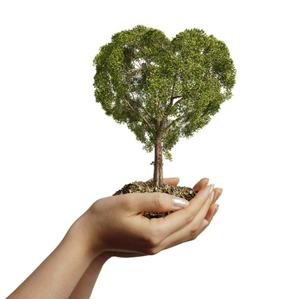 Framed Woman&#39;s Hands holding Soil with a Tree Heart Shaped Print