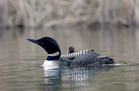 Framed British Columbia Common Loon with chick Print