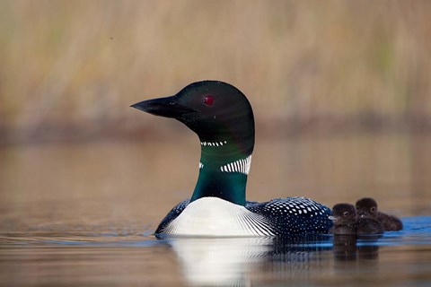 Framed British Columbia Common Loon bird on Lac Le Jeune Print