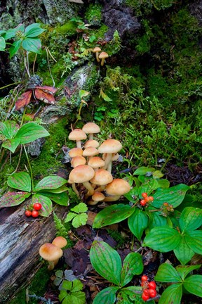 Framed British Columbia, Bowron Lakes Park Bunchberry, Forest Print