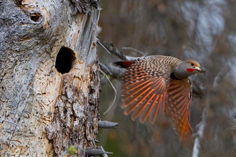 Framed British Columbia, Red-shafted Flicker bird Print