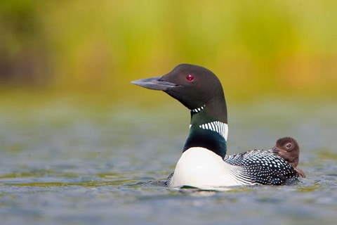 Framed British Columbia, Common Loon, breeding plumage Print