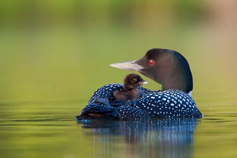 Framed British Columbia, Common Loons Print