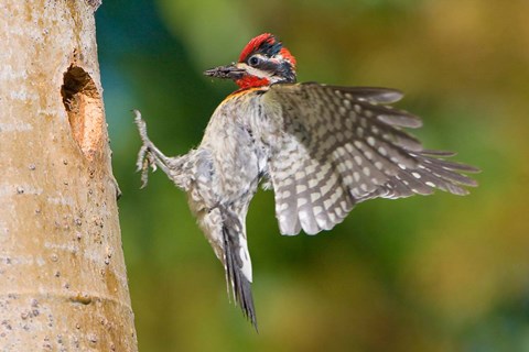 Framed British Columbia, Red-naped Sapsucker bird Print