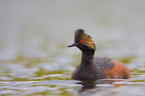 Framed Canada, British Columbia, Eared Grebe, breeding plumage Print