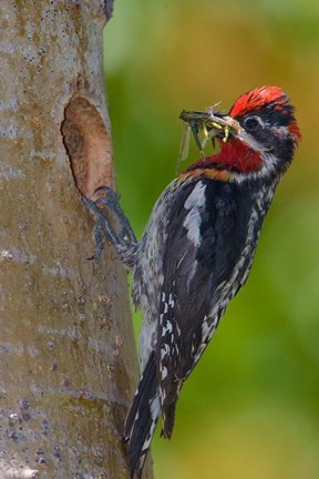 Framed Canada, British Columbia, Red-naped Sapsucker bird, nest Print