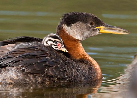 Framed Logan Lake, British Columbia, Canada Print