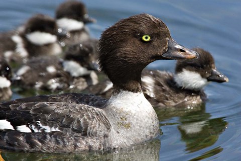 Framed Barrow&#39;s Goldeneye Female with Chicks, Lac Le Jeune, British Columbia, Canada Print