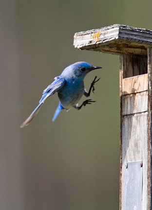 Framed British Columbia, Mountain Bluebird Print